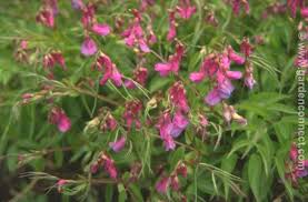 Attēlu rezultāti vaicājumam “Lathyrus vernus”