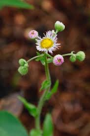 Attēlu rezultāti vaicājumam “Erigeron acris flower”