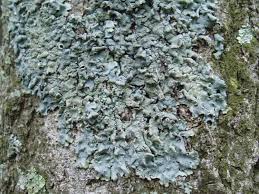 Attēlu rezultāti vaicājumam “Hypotrachyna sp.”