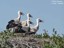 Attēlu rezultāti vaicājumam “Ciconia ciconia juvenile”
