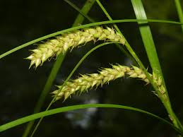 Attēlu rezultāti vaicājumam “Carex vesicaria”