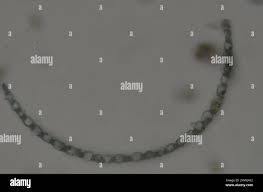 Attēlu rezultāti vaicājumam “Sphagnum teres”