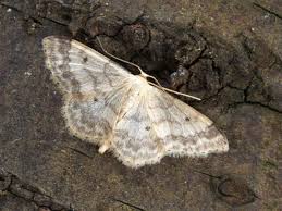 Attēlu rezultāti vaicājumam “Idaea biselata”