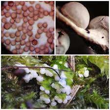 Attēlu rezultāti vaicājumam “Diderma montanum”