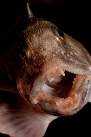 Image result for Anarhichas lupus