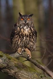 Attēlu rezultāti vaicājumam “Bubo bubo”