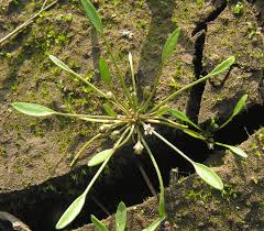Attēlu rezultāti vaicājumam “Limosella aquatica”