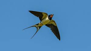 Attēlu rezultāti vaicājumam “Hirundinidae”