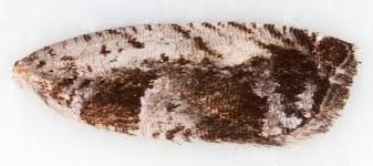 Attēlu rezultāti vaicājumam “Epinotia ramella”