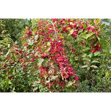 Attēlu rezultāti vaicājumam “Euonymus europaeus flower”