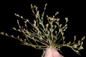 Attēlu rezultāti vaicājumam “Juncus bufonius fruit”