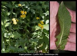 Attēlu rezultāti vaicājumam “Crepis paludosa”
