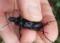 Attēlu rezultāti vaicājumam “Carabus glabratus”