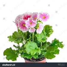 Image result for Primula obconica