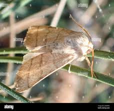 Attēlu rezultāti vaicājumam “Charanyca trigrammica”