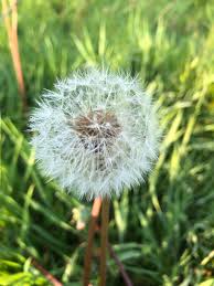 Attēlu rezultāti vaicājumam “Taraxacum officinale aggr. fruit”