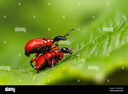 Attēlu rezultāti vaicājumam “Attelabidae”