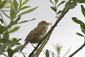 Attēlu rezultāti vaicājumam “Acrocephalus dumetorum”
