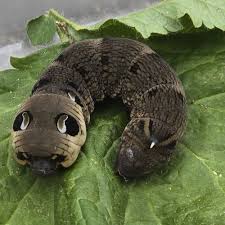 Attēlu rezultāti vaicājumam “Deilephila elpenor imago”