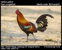 Attēlu rezultāti vaicājumam “Gallus male”