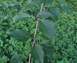 Attēlu rezultāti vaicājumam “Populus x lettland”