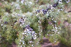 Attēlu rezultāti vaicājumam “Juniperus communis fruit”