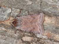 Attēlu rezultāti vaicājumam “Cerastis rubricosa”