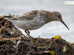 Attēlu rezultāti vaicājumam “Calidris alpina adult”