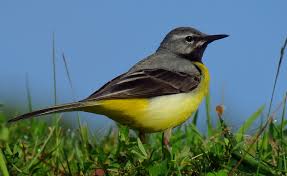 Attēlu rezultāti vaicājumam “Motacilla cinerea”