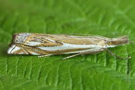 Attēlu rezultāti vaicājumam “Crambus pratella”