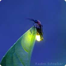 Attēlu rezultāti vaicājumam “Lampyridae”