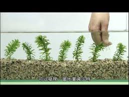 「水蘊草」的圖片搜尋結果