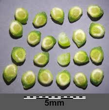 Attēlu rezultāti vaicājumam “Ranunculus sceleratus fruit”