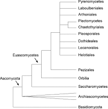 Attēlu rezultāti vaicājumam “Ascomycota”