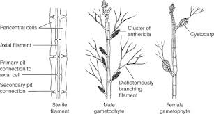 Attēlu rezultāti vaicājumam “Lemanea fluviatilis”