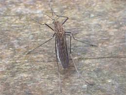 Attēlu rezultāti vaicājumam “Culex pipiens”