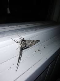 Attēlu rezultāti vaicājumam “Catocala fraxini”