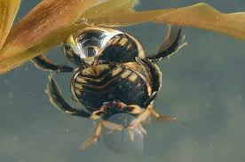 Attēlu rezultāti vaicājumam “Acilius sulcatus male”