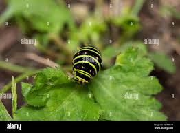Attēlu rezultāti vaicājumam “Papilio machaon larva”