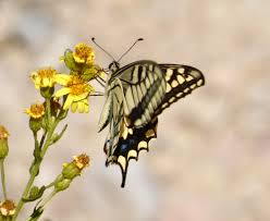 Attēlu rezultāti vaicājumam “Papilio machaon”