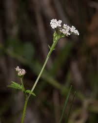 Attēlu rezultāti vaicājumam “Torilis japonica”