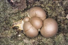 Attēlu rezultāti vaicājumam “Lycogala flavofuscum sessile”