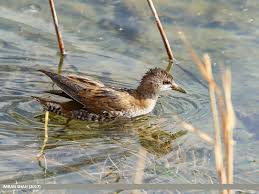 Image result for Porzana parva