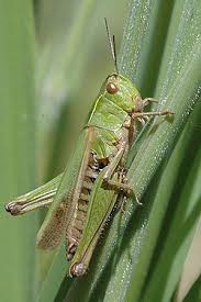 Attēlu rezultāti vaicājumam “Orthoptera”