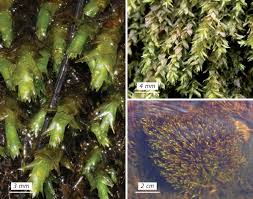 Attēlu rezultāti vaicājumam “Platyhypnidium riparioides”