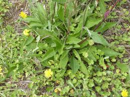 Attēlu rezultāti vaicājumam “Hieracium vulgatum leaf”