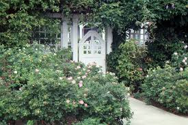 Attēlu rezultāti vaicājumam “Rosa villosa”