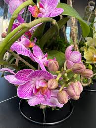 Attēlu rezultāti vaicājumam “Pleurozium schreberi sporophyte”