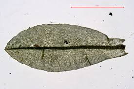 Attēlu rezultāti vaicājumam “Atrichum flavisetum sporophyte”