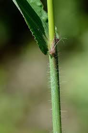 Attēlu rezultāti vaicājumam “Cribraria atrofusca stalked”